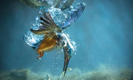 Ngoạn mục cảnh ‘Vua bắt cá’ lao như tên xuống nước săn mồi