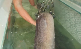 Con cá Lệch nặng 18kg, dài gần 2m.