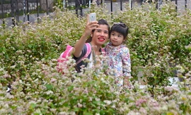 Tam giác mạch Hà Giang 'xuống núi', khoe sắc bên hồ Gươm