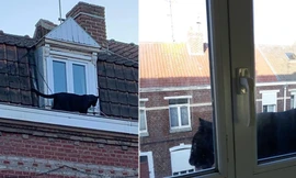 Đứng tim khi thấy báo đen đủng đỉnh đi dạo trên mái nhà giữa phố đông