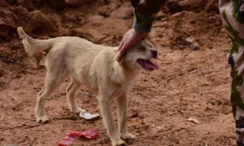 Chó tuyệt thực, quyết tìm chủ bị nạn dưới đống đổ nát