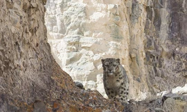 Căng mắt tìm báo tuyết 'tàng hình' trên vách đá