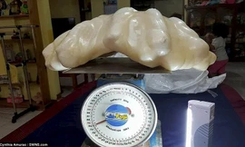 Cận cảnh tảng ngọc trai nặng 34kg.