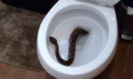 Con rắn chuông bò lên từ bồn cầu một gia đình tại Texas (Mỹ).