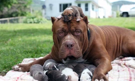 Choáng váng với đàn chó pitbull con giá 10 tỉ đồng