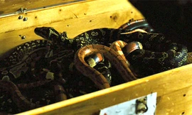 Bị bắt vì âm mưu mang ếch, gián, rắn kịch độc lên máy bay