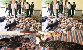 Số động vật hoang dã ướp lạnh bị thu giữ.