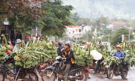 Chuối tại chợ chuối Tân Long (Hướng Hóa, Quảng Trị) giá tụt thê thảm, chỉ còn 1-2 ngàn đồng/kg. ẢNH: H.T