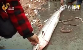 Con lươn "khủng" dài gần 2m.