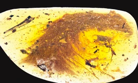 Miếng hổ phách chứa đuôi khủng long có lông được phát hiện tại một khu chợ ở Myanmar.