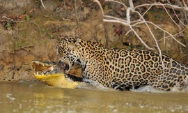 Hãi hùng cảnh báo đốm lao xuống sông cắn chết cá sấu