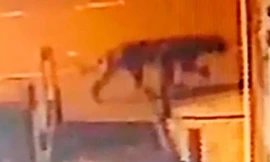 Phát hiện loài mèo lớn đi lại trong đêm tại Birmingham.