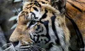 Ảnh minh hoạ: AFP