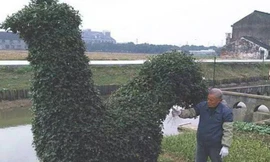 Bụi cây hình gà được trả giá 300 triệu vẫn không bán