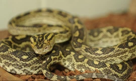 Rắn habu. Ảnh: Sputnik