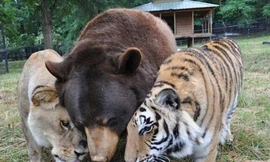 Câu chuyện về tình bạn gắn bó giữa một chú gấu đen Mỹ, một chú sư tử châu Phi và một chú hổ Bengal ở trại cứu hộ động vật Georgia (Nỹ) được nhiều người đánh giá là một câu chuyện chỉ có trong… cổ tích. Bởi thông thường, giữa những loài thú dữ dường như kh