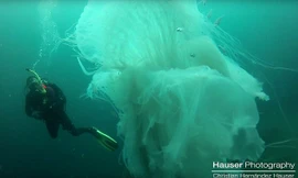 Vùng biển ngoài khơi Puerto Vallarta (Mexico) vốn nổi tiếng là nơi sinh sống của rất nhiều loài sứa.