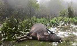 Ảnh minh hoạ: Internet