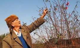 Đào Nhật Tân nở sớm mang không khí Tết tràn về