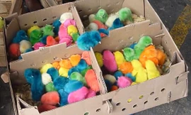 Hãi hùng công nghệ nhuộm gà con thành bảy sắc cầu vồng