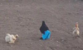 Cười vỡ bụng với màn gà trống mặc quần ghẹo gà mái