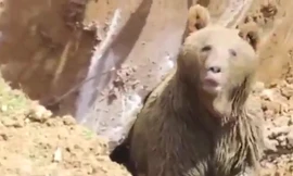 Con gấu nâu bò ra khỏi ổ sau khi bị chiếc máy khoan quấy rầy.