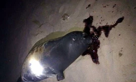Con hải cẩu được người dân phát hiện bị đánh chết vào đêm Tết Dương Lịch. Ảnh : Phan Rí.