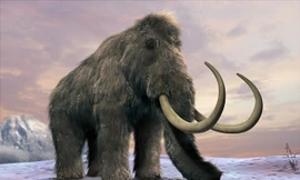 Voi ma mút từng thống trị Trái đất suốt một thời gian dài trước khi bị tuyệt chủng cách đây 4.500 năm.