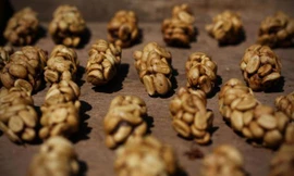 Phân cầy hương chứa những hạt cà phê bị tiêu hoá một nửa. 