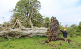 Cây cổ thụ bật gốc, phát lộ hài cốt nghìn tuổi