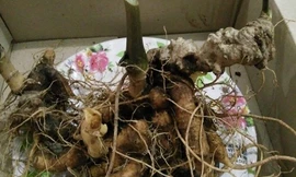 Củ sâm Ngọc Linh 30 năm tuổi quý hiếm