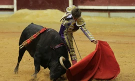 Xem trận đấu bò tót, nghĩ về hội chọi trâu Đồ Sơn