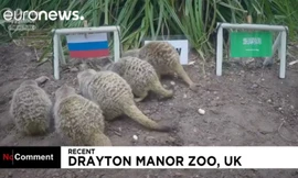 'Thánh' chồn dự đoán Nga thắng trận mở màn World Cup