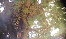 Lần đầu tiên thấy báo Leopard ăn thịt đồng loại trên cây