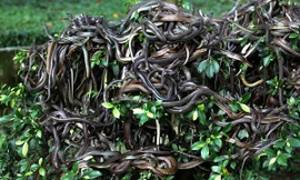 Rắn chất cao như núi