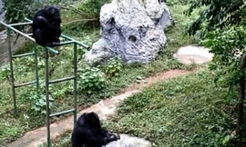 Mục kích tinh tinh ngồi tỉ mẩn giặt quần áo suốt nửa tiếng