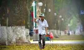 Hà Nội đẹp mơ màng mùa lá sấu dệt thảm vàng