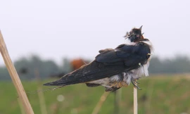 Mục kích 'trận địa' vây bắt chim én