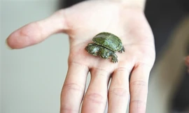 Hình ảnh con rùa hai đầu sơ sinh tại một trang trại ở Trung Quốc.