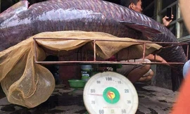 Cá dài hơn 1,5 mét, người dân phải đặt lên một giá sắt để cân. Ảnh: N.Đ.