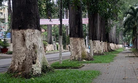 Hàng cổ thụ hơn trăm năm tuổi ở TP Trà Vinh. Ảnh: Cửu Long.