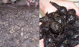 Khai quật... vườn khoai tây 3.800 năm tuổi