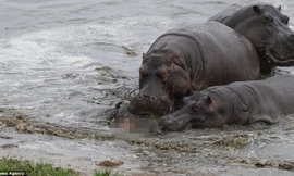 Hà mã mẹ bất lực nhìn con bé bỏng bị cả đàn ăn thịt