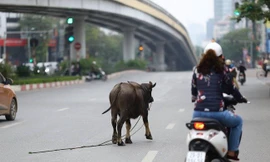 Trâu điên húc người náo loạn trên phố Hà Nội