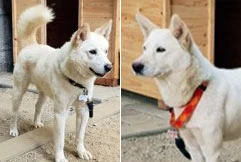 Ông Kim Jong-un tặng Hàn Quốc đôi chó săn quý hiếm