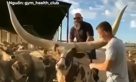 Chú bò có đôi sừng sải rộng hơn 2 mét