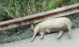 Xác lợn chết trương phềnh ven đường quốc lộ 4A. Ảnh: C.V.L