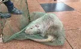 Bắt được chuột khổng lồ dài 1 mét, nặng 10kg