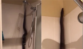 Rùng mình nhìn trăn dài 2m nằm thư thái dưới vòi sen