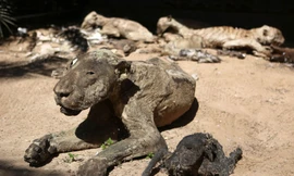 Vườn thú Khan Younis ở Dải Gaza được mệnh danh là vườn thú kinh hoàng nhất thế giới, nơi toàn bộ động vật và chim muông bị bỏ đói đến chết, tạo nên một cảnh tượng ám ảnh. 